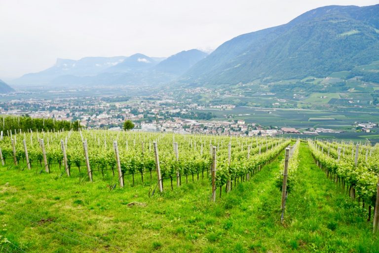 View of a vineyard overlooking Merano, Italy
